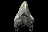 Serrated, Chubutensis Shark Tooth - Megalodon Ancestor #125582-2